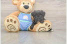 Adorable Mini Australian Shepherd X Poodle Mix Poodle Mix Puppy