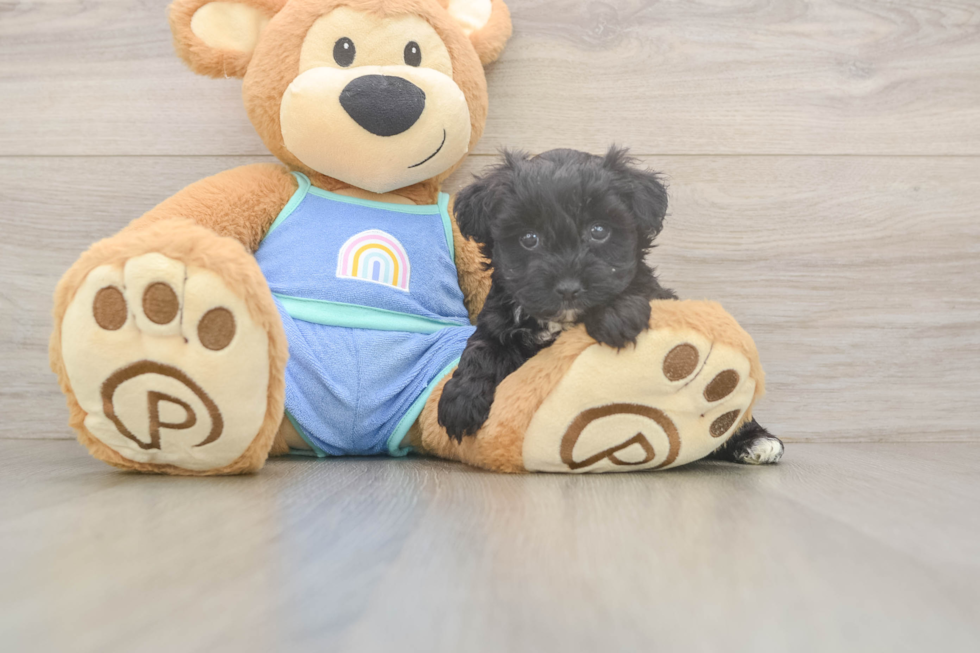 Adorable Mini Australian Shepherd X Poodle Mix Poodle Mix Puppy