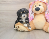 7 week old Mini Aussiedoodle Puppy For Sale - Pilesgrove Pups