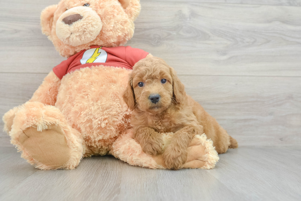 Small Mini Aussiedoodle Baby