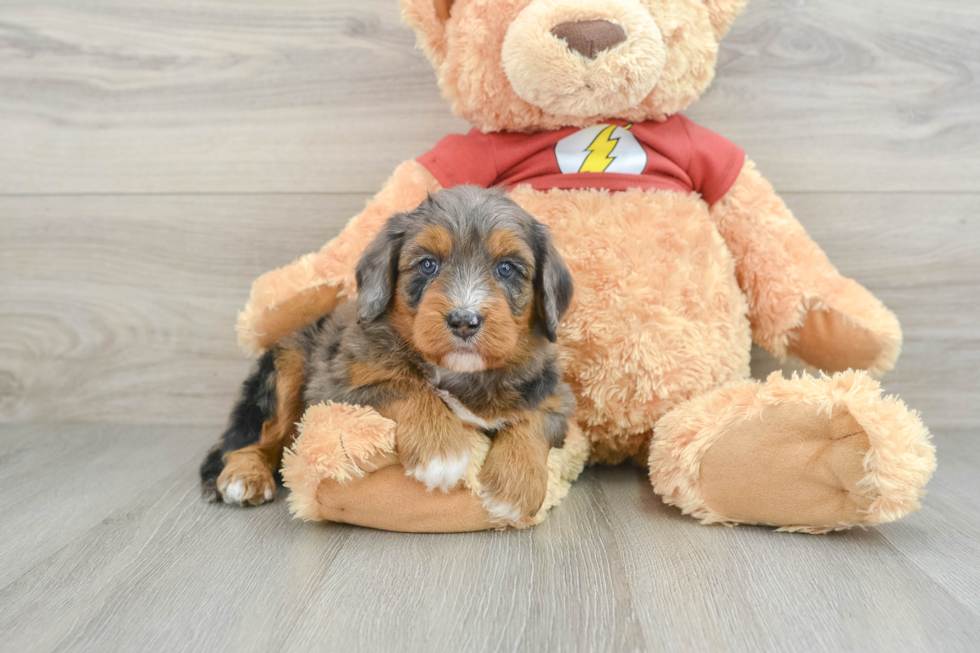 Happy Mini Aussiedoodle Baby