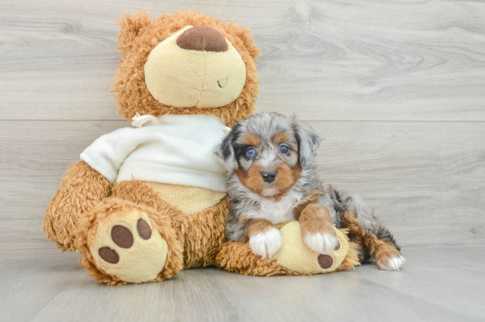 6 week old Mini Aussiedoodle Puppy For Sale - Pilesgrove Pups