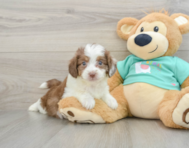 9 week old Mini Aussiedoodle Puppy For Sale - Pilesgrove Pups