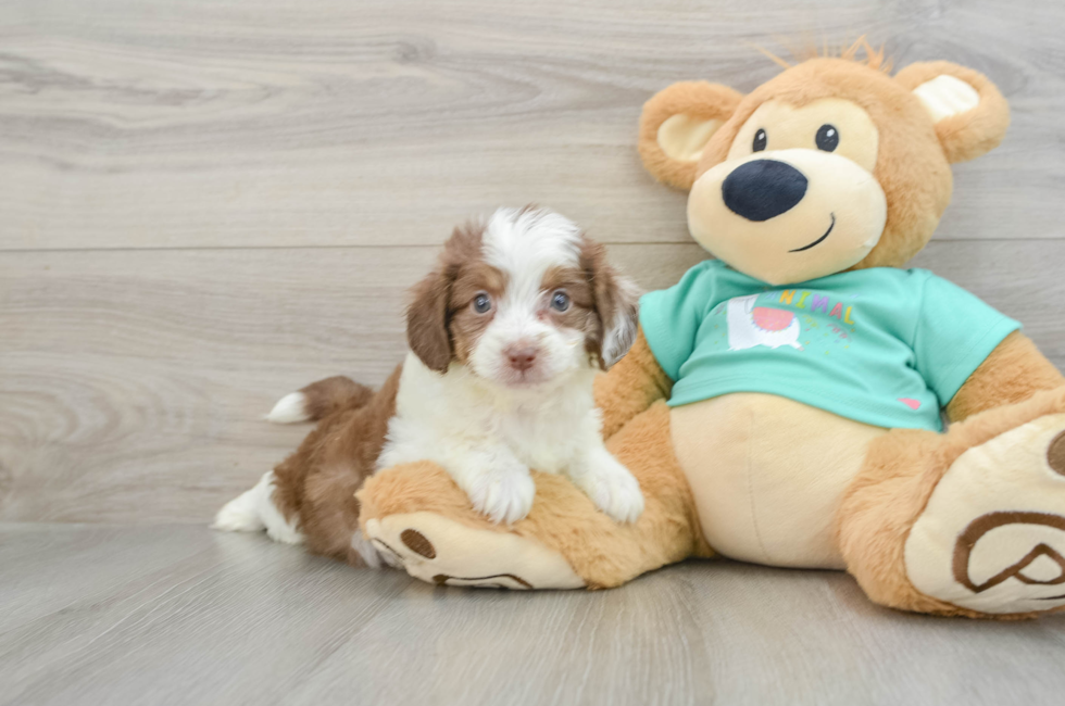 8 week old Mini Aussiedoodle Puppy For Sale - Pilesgrove Pups