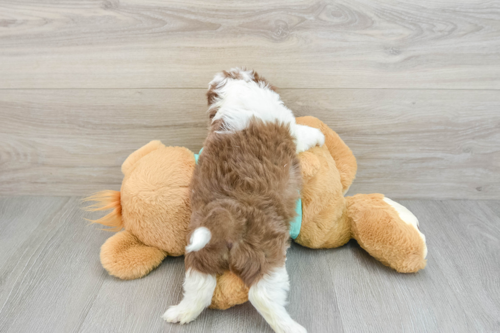 Playful Mini Aussiepoodle Poodle Mix Puppy