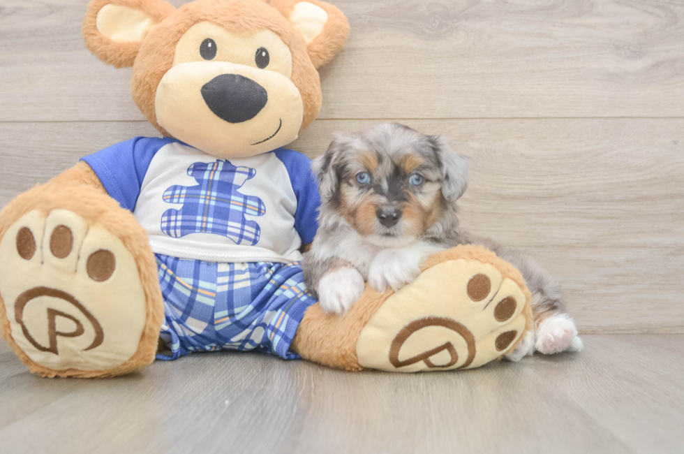6 week old Mini Aussiedoodle Puppy For Sale - Pilesgrove Pups