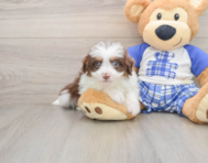 7 week old Mini Aussiedoodle Puppy For Sale - Pilesgrove Pups