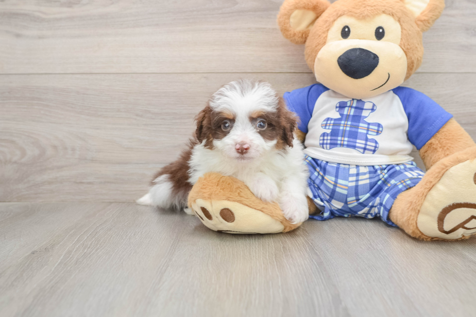 Mini Aussiedoodle Puppy for Adoption