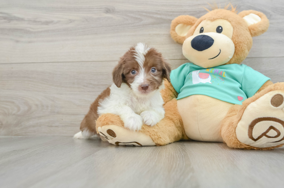 8 week old Mini Aussiedoodle Puppy For Sale - Pilesgrove Pups