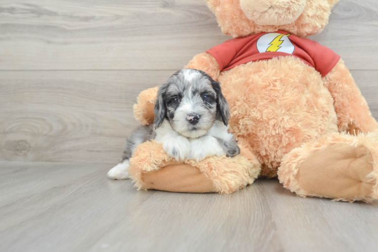 Best Mini Aussiedoodle Baby