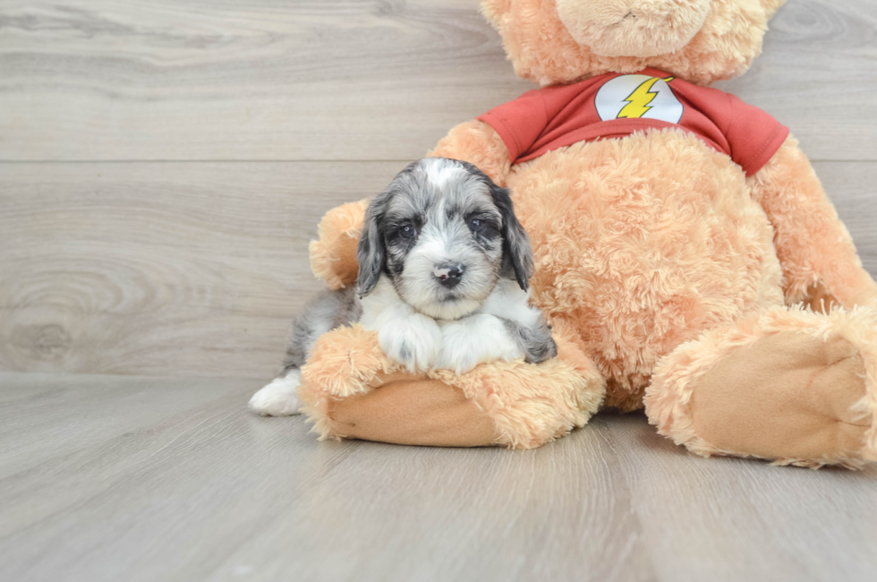 7 week old Mini Aussiedoodle Puppy For Sale - Pilesgrove Pups