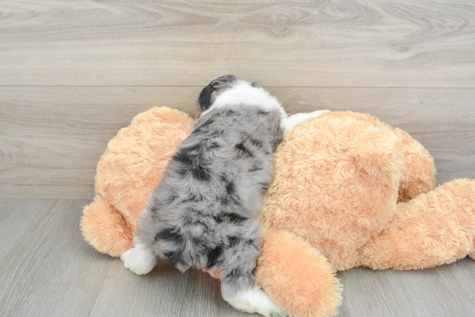 Best Mini Aussiedoodle Baby