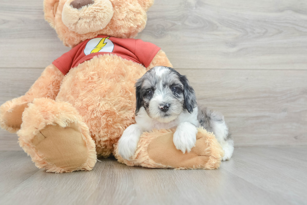 Mini Aussiedoodle Pup Being Cute