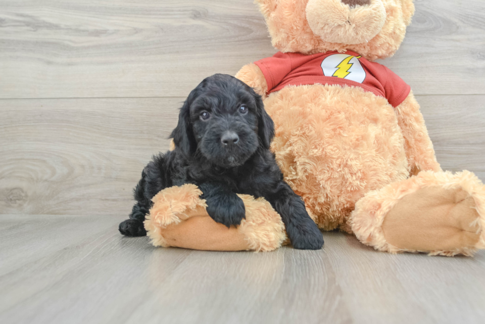 Fluffy Mini Aussiedoodle Poodle Mix Pup