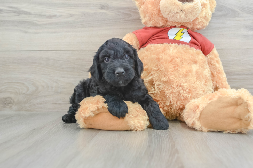 7 week old Mini Aussiedoodle Puppy For Sale - Pilesgrove Pups