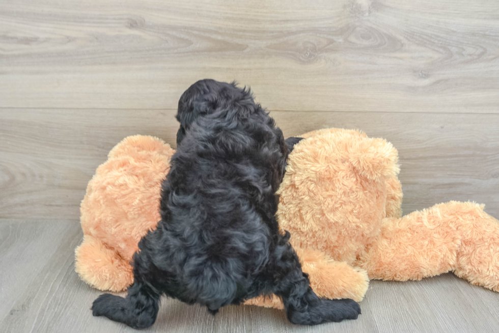 Happy Mini Aussiedoodle Baby