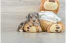 Playful Mini Aussiepoodle Poodle Mix Puppy