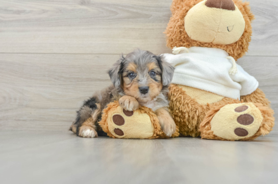 Playful Mini Aussiepoodle Poodle Mix Puppy