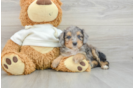 Cute Mini Aussiedoodle Baby