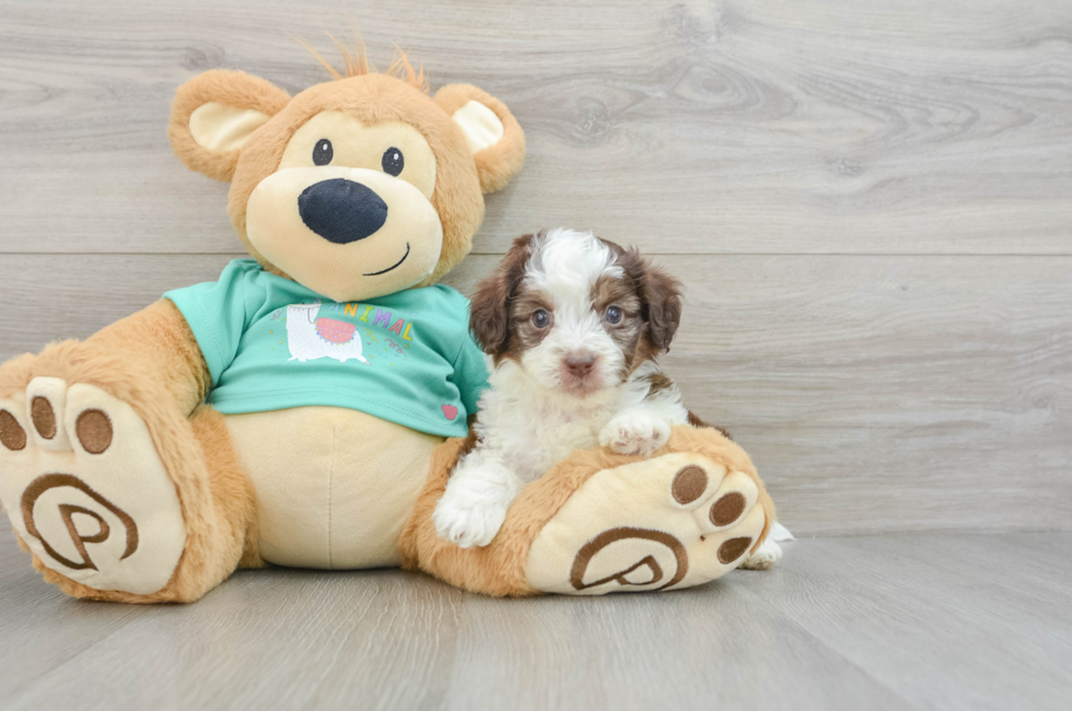 8 week old Mini Aussiedoodle Puppy For Sale - Pilesgrove Pups