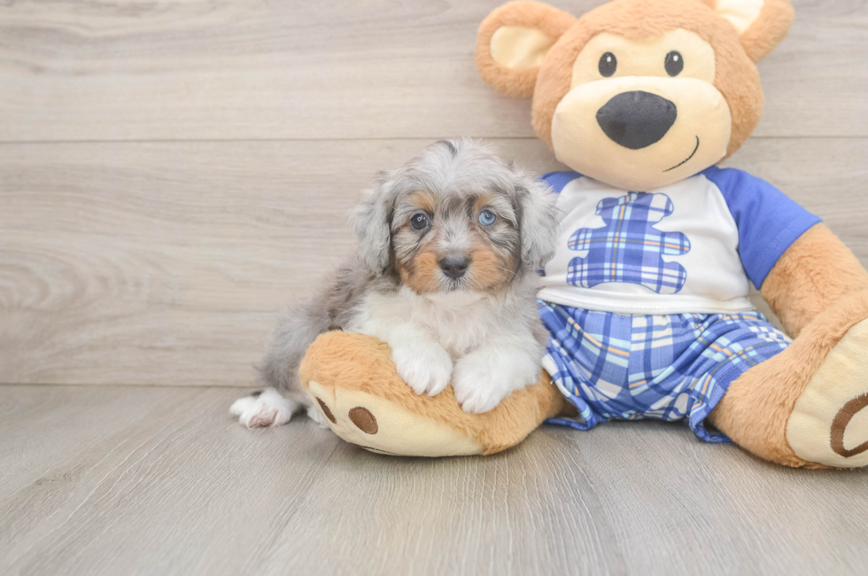 6 week old Mini Aussiedoodle Puppy For Sale - Pilesgrove Pups