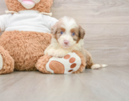 8 week old Mini Aussiedoodle Puppy For Sale - Pilesgrove Pups