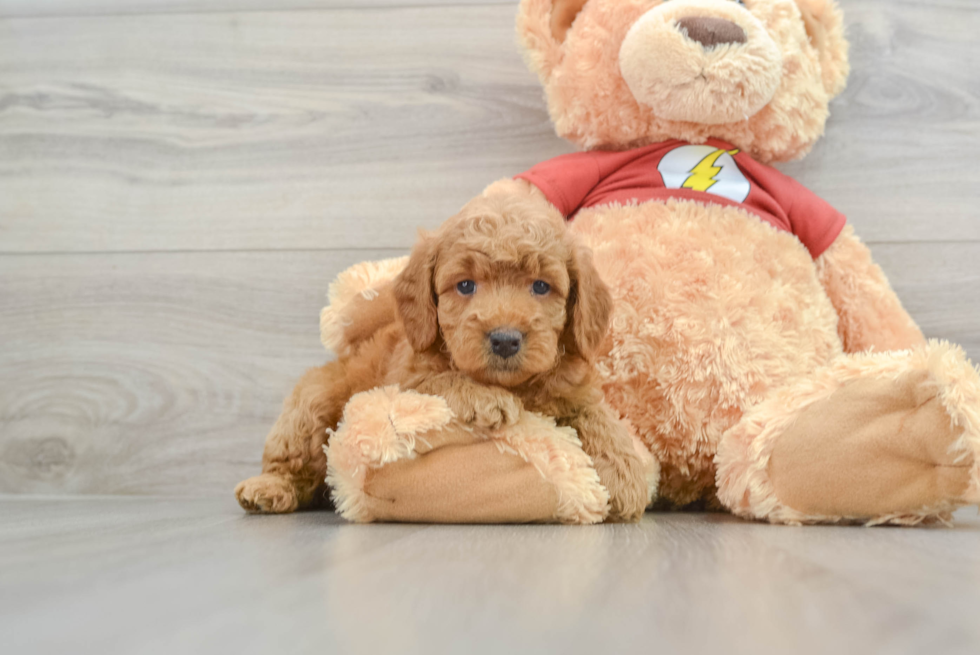 Mini Aussiedoodle Puppy for Adoption