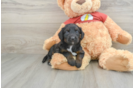 Fluffy Mini Aussiedoodle Poodle Mix Pup