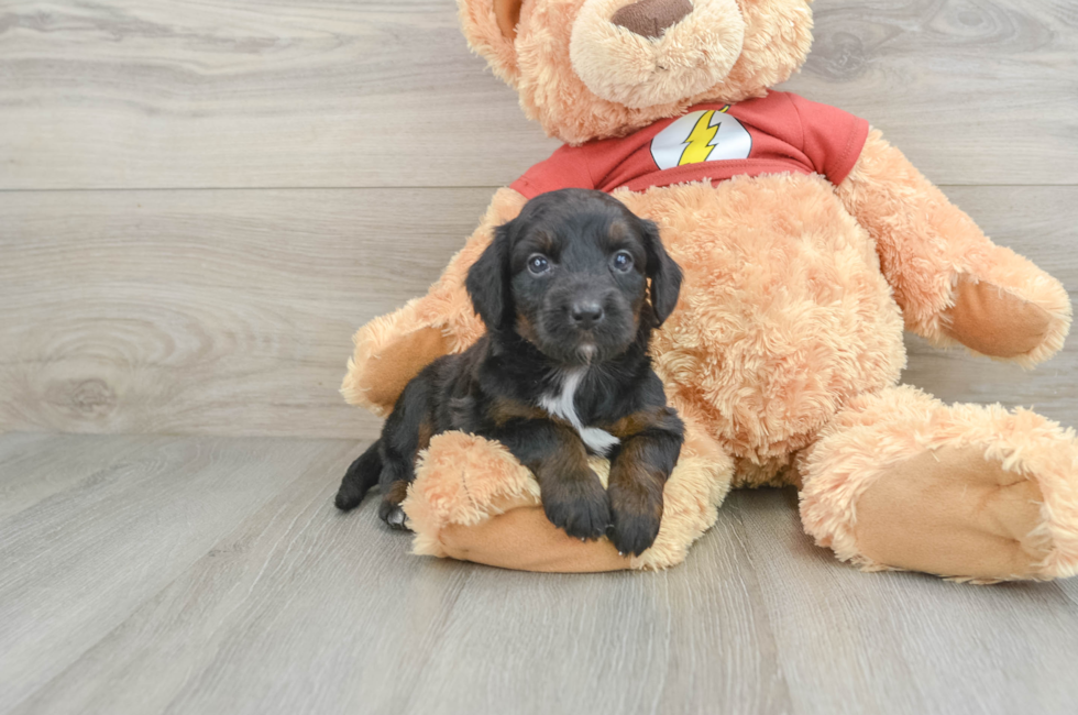 6 week old Mini Aussiedoodle Puppy For Sale - Pilesgrove Pups