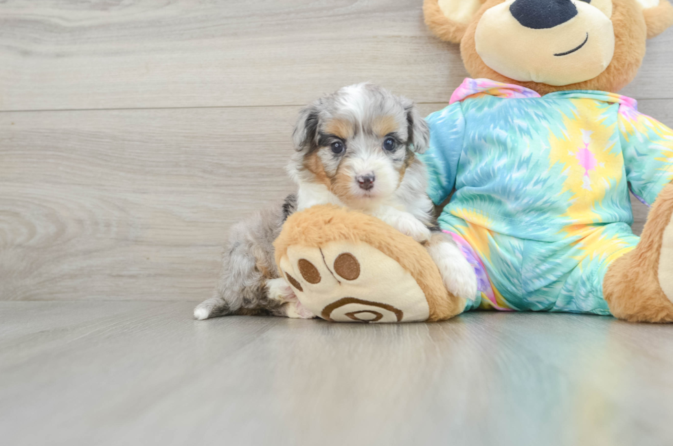 5 week old Mini Aussiedoodle Puppy For Sale - Pilesgrove Pups