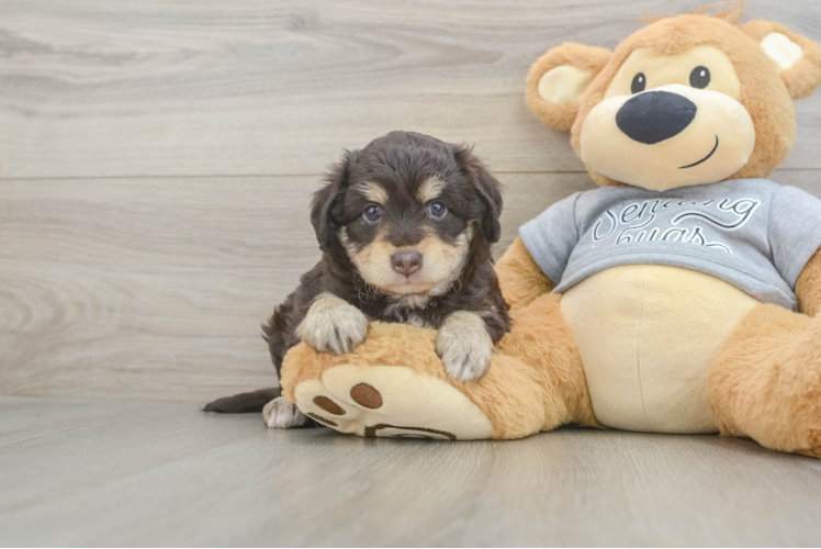 Happy Mini Aussiedoodle Baby