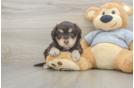 Happy Mini Aussiedoodle Baby