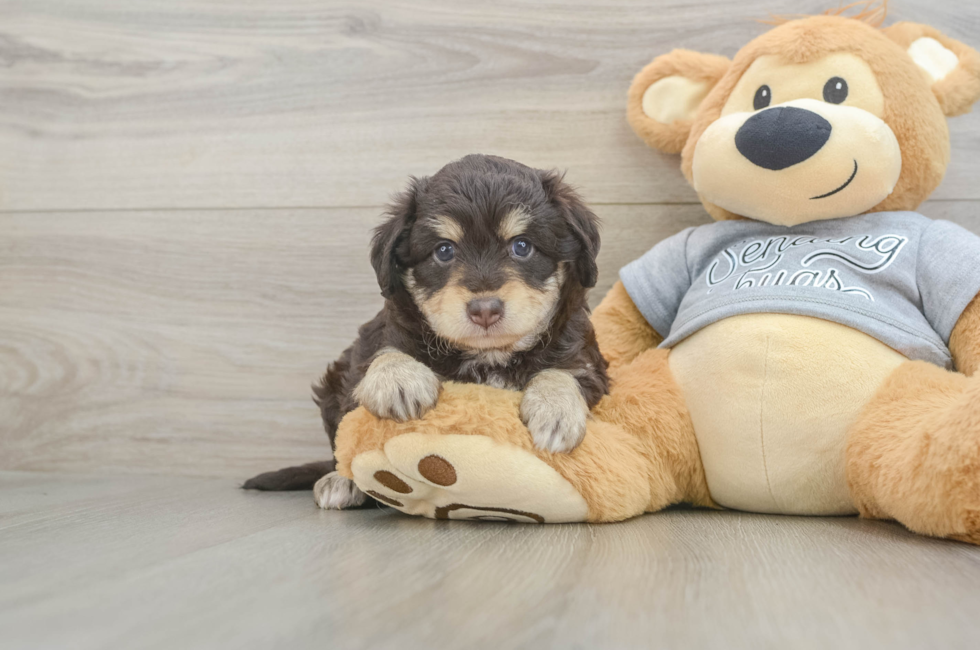4 week old Mini Aussiedoodle Puppy For Sale - Pilesgrove Pups