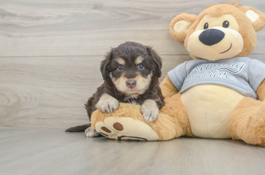Happy Mini Aussiedoodle Baby