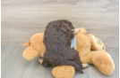 Friendly Mini Aussiedoodle Baby