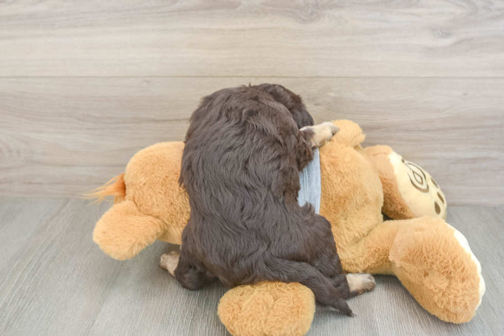 Friendly Mini Aussiedoodle Baby