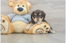 Friendly Mini Aussiedoodle Baby