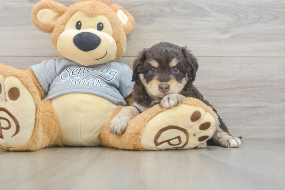 Friendly Mini Aussiedoodle Baby
