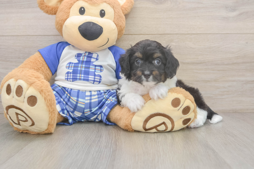6 week old Mini Aussiedoodle Puppy For Sale - Pilesgrove Pups