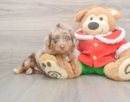 9 week old Mini Aussiedoodle Puppy For Sale - Pilesgrove Pups