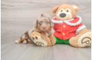 Mini Aussiedoodle Puppy for Adoption