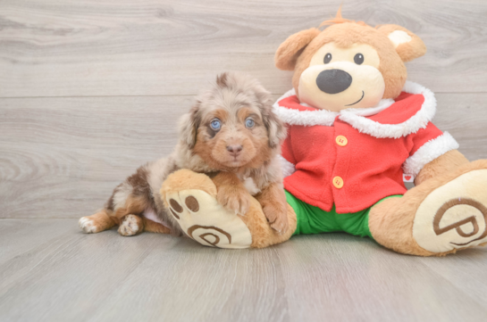 Mini Aussiedoodle Puppy for Adoption