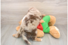 Mini Aussiedoodle Pup Being Cute