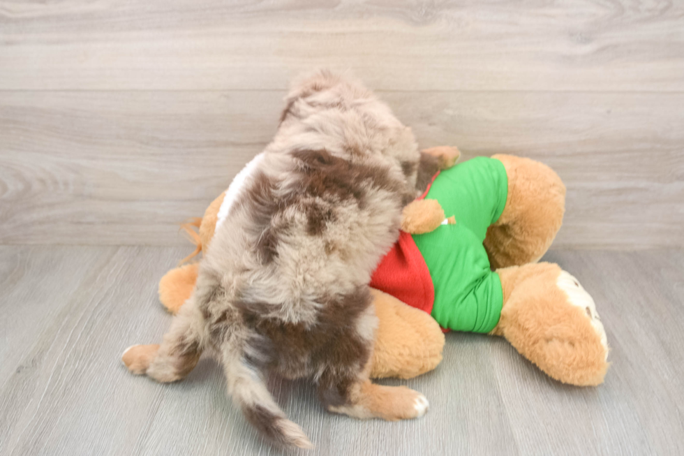 Mini Aussiedoodle Pup Being Cute