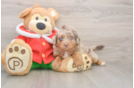 Mini Aussiedoodle Pup Being Cute