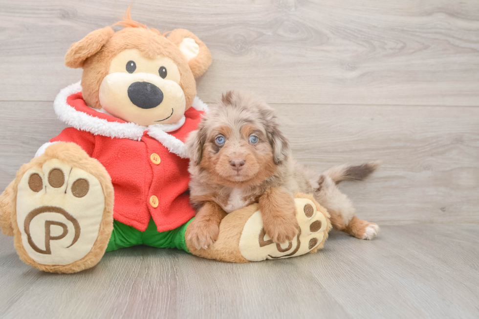 Mini Aussiedoodle Pup Being Cute