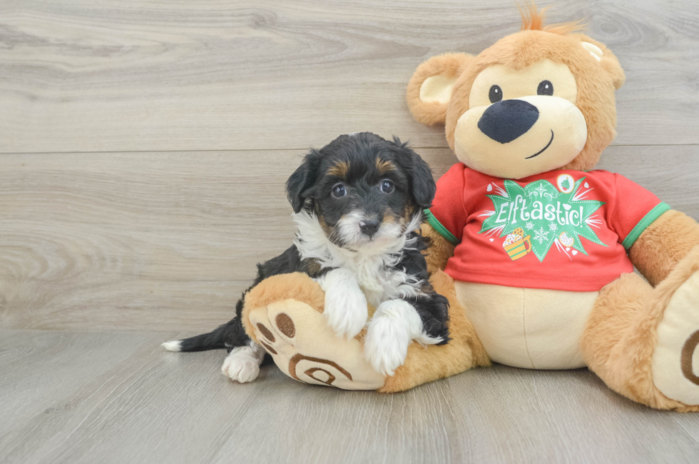 7 week old Mini Aussiedoodle Puppy For Sale - Pilesgrove Pups