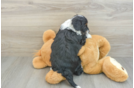 Mini Aussiedoodle Pup Being Cute