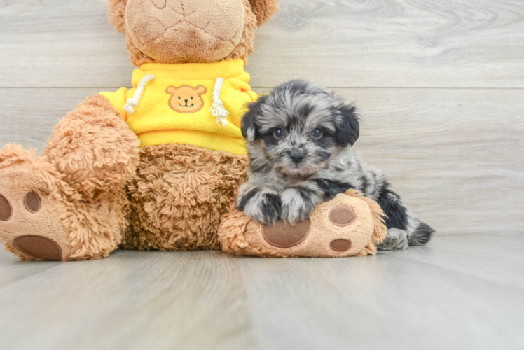 Sweet Mini Aussiedoodle Baby