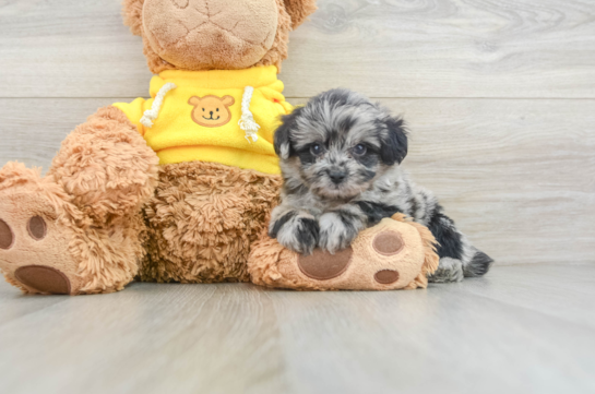 Sweet Mini Aussiedoodle Baby